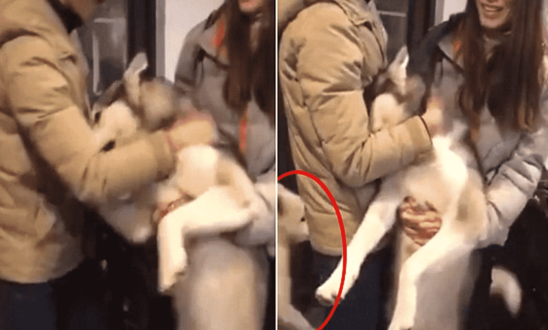 Husky llora en los brazos de sus duenos despues del