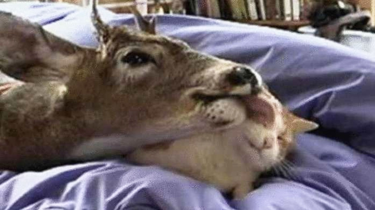 La historia que cuenta cómo un gato cobijó a un venado que se quedó sin su madre 1 La historia que cuenta como un gato cobijo a un