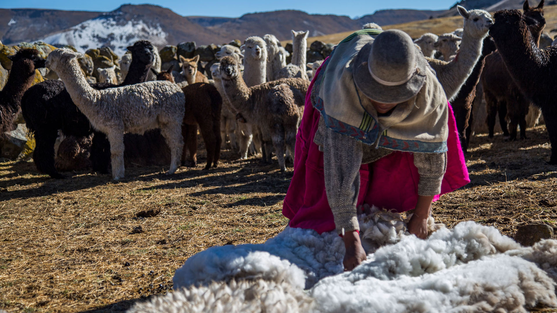 El precio de la libra de fibra de alpaca apenas alcanza los 15 soles en el mercado local 1 Libra de fibra de alpaca