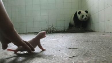 Mama panda queria rechazar a su cachorro pero todo lo