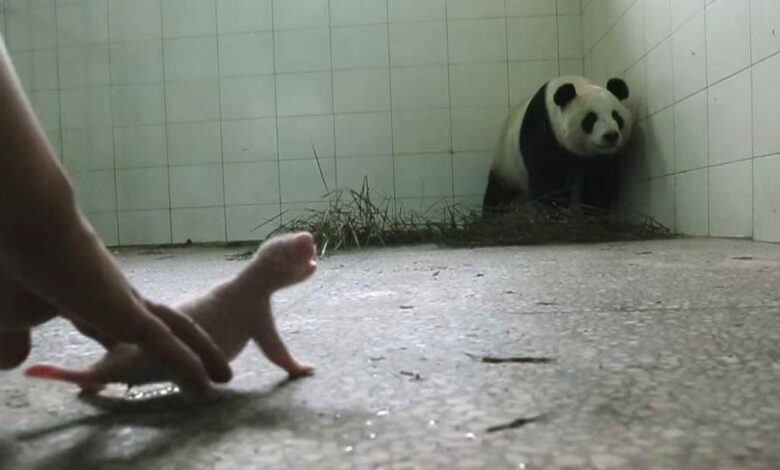 Mama panda queria rechazar a su cachorro pero todo lo