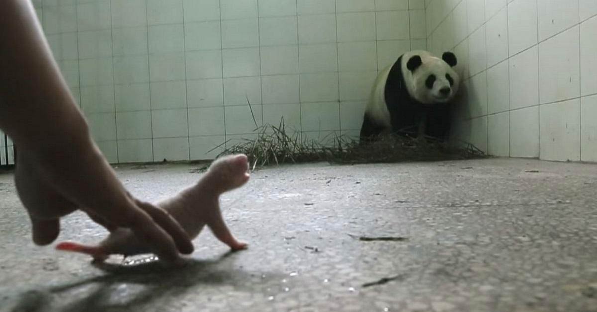 Mama panda queria rechazar a su cachorro pero todo lo