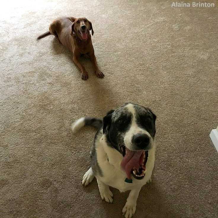Perro a punto de ser adoptado se nego a dejar