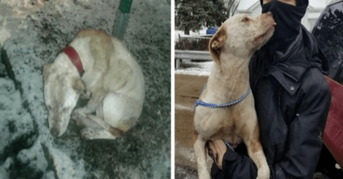 Perro abandonado encontrado encadenado para detenerse mientras cae la nieve, rescatado a tiempo 1 Perro abandonado encontrado encadenado para detenerse mientras cae la nieve