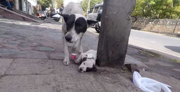 Perro en problemas pide ayuda a gritos para su cachorro