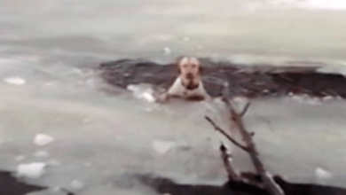 Perro se ahogo en un lago congelado los rescatistas creen