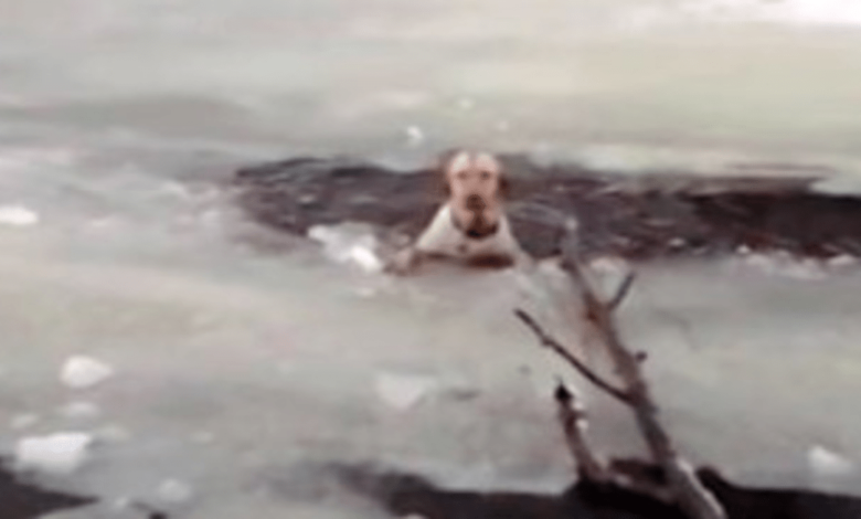 Perro se ahogo en un lago congelado los rescatistas creen
