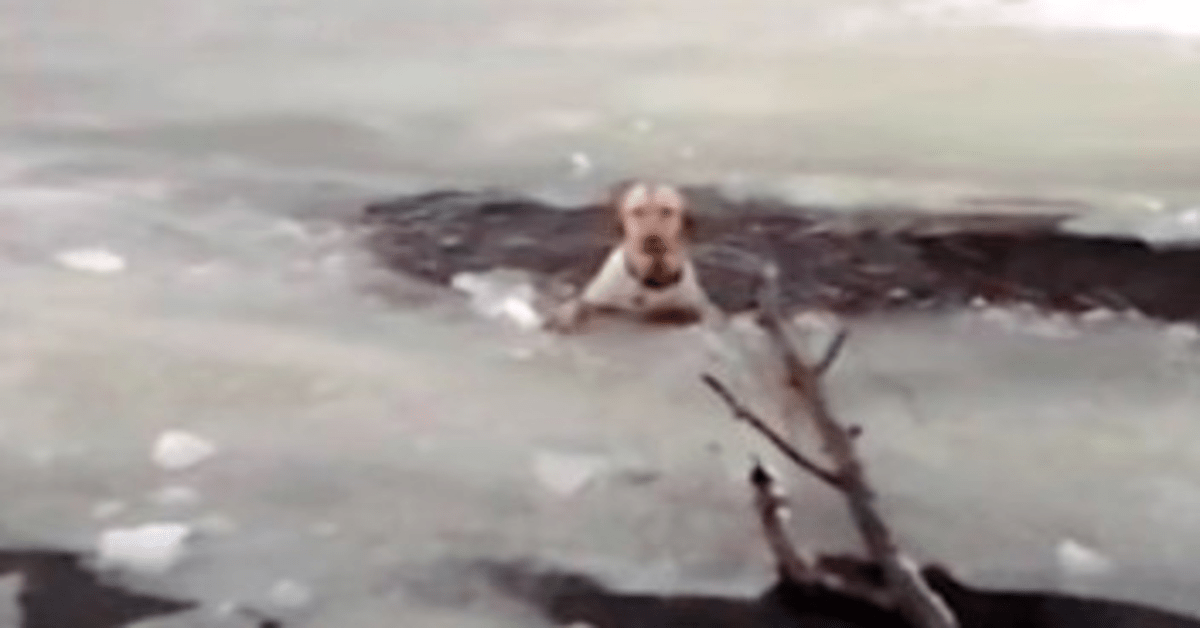Perro se ahogó en un lago congelado, los rescatistas creen que estará bien, pero luego deja de respirar 1 Perro se ahogo en un lago congelado los rescatistas creen