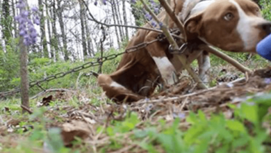 Pitbull hambriento encontrado encadenado a un arbol se convierte en