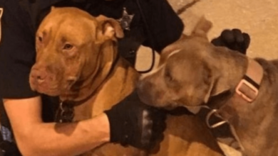 Policias rescataron 2 perros y confirman que estan a salvo