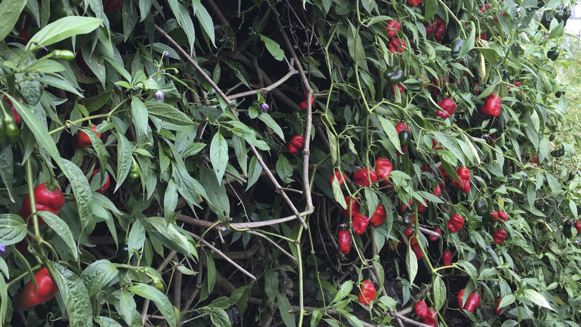 Produccion de rocoto en el distrito de Ollachea