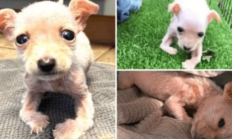 Rescatar a un cachorro con deformidades en las patas debido a la desnutrición 1 Rescatar a un cachorro con deformidades en las patas debido