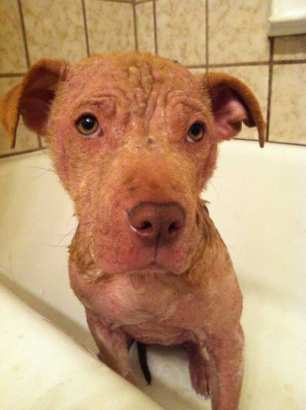 1643761630 578 el perro enfermo no tenia muchas esperanzas de sobrevivir hasta