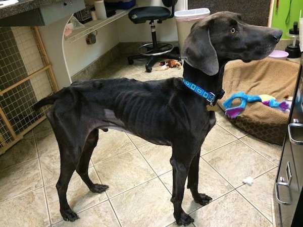 1643848109 274 perro hambriento que sobrevivio comiendo ramitas y piedras vive feliz