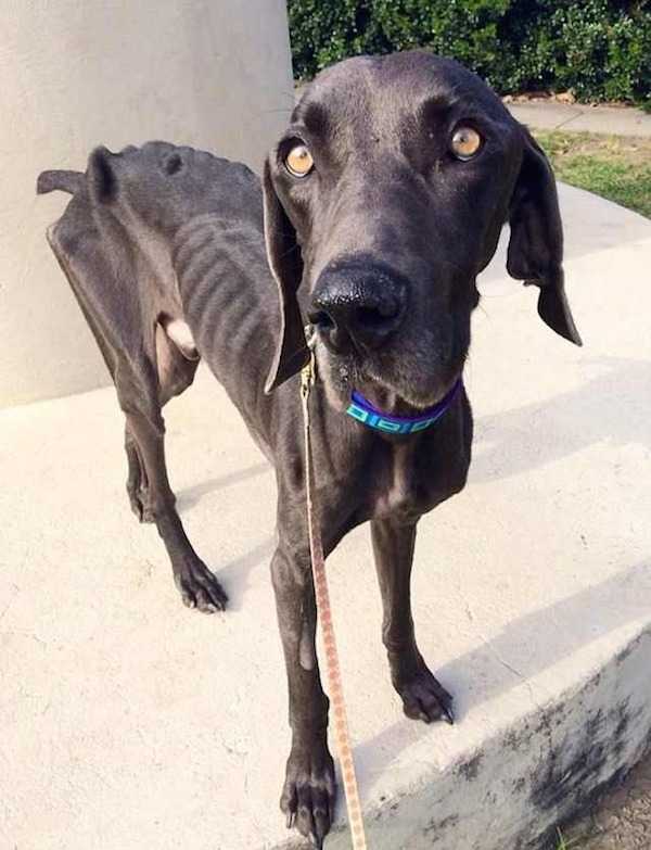 1643848110 927 perro hambriento que sobrevivio comiendo ramitas y piedras vive feliz