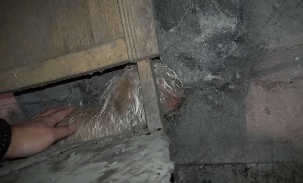 1644194080 224 perro callejero escondido en tunel de aguas residuales recibe rescate