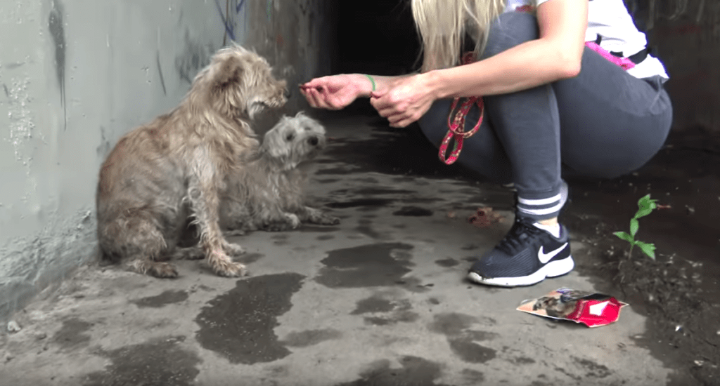 1644280532 171 dos perros varados en las alcantarillas no dejaban de llorar