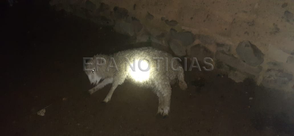 humilde ganadero denuncia que 10 de sus ovejas murieron al llegar a casa - EPA Noticias 4 1644353625 490 humilde ganadero denuncia que 10 de sus ovejas murieron al