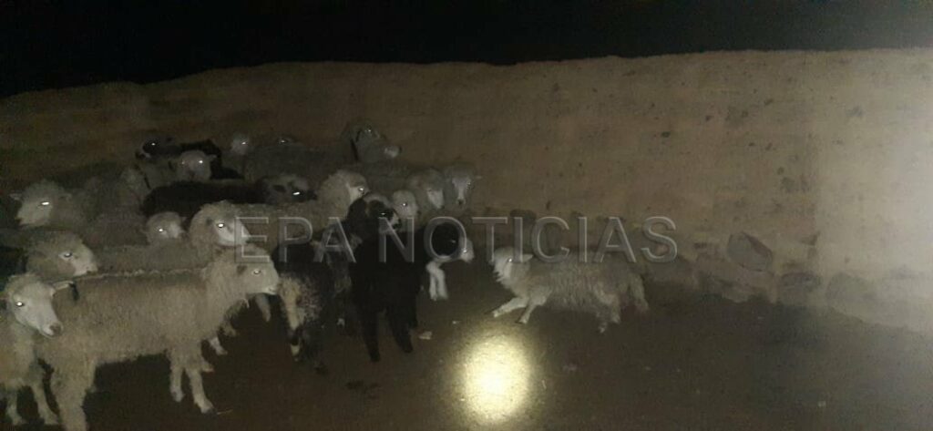 humilde ganadero denuncia que 10 de sus ovejas murieron al llegar a casa - EPA Noticias 3 1644353625 647 humilde ganadero denuncia que 10 de sus ovejas murieron al