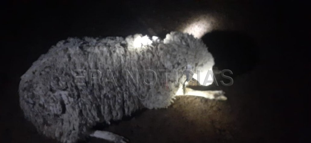 humilde ganadero denuncia que 10 de sus ovejas murieron al llegar a casa - EPA Noticias 5 1644353625 670 humilde ganadero denuncia que 10 de sus ovejas murieron al