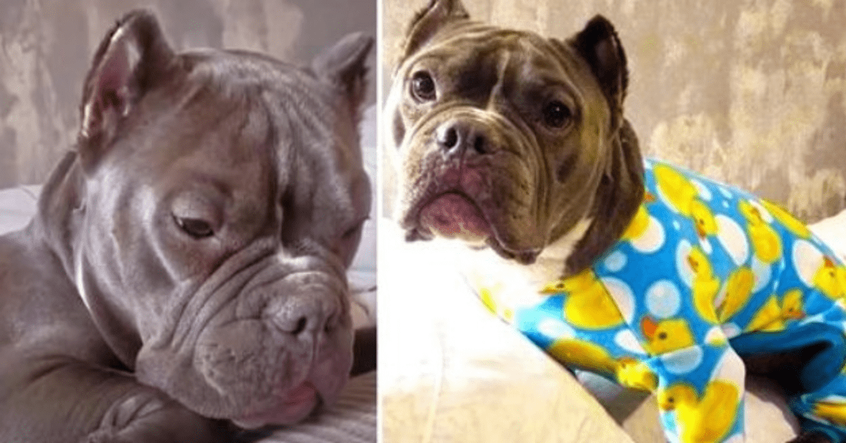 Pit Bull, que le tenía miedo a los hombres, se enamora de su nuevo padre 1 1644712953 Pit Bull que le tenia miedo a los hombres se