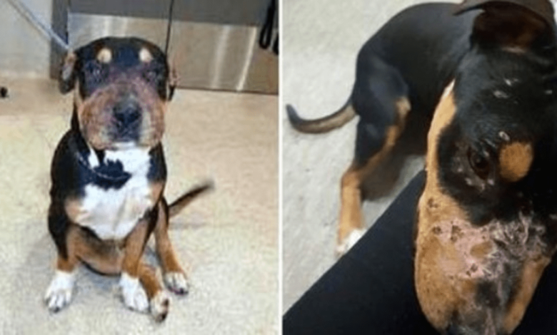 La familia los regaló gratis a monstruos que los usaron como cebo en un ring de lucha libre. 1 1644885895 la familia los regalo gratis a monstruos que los usaron