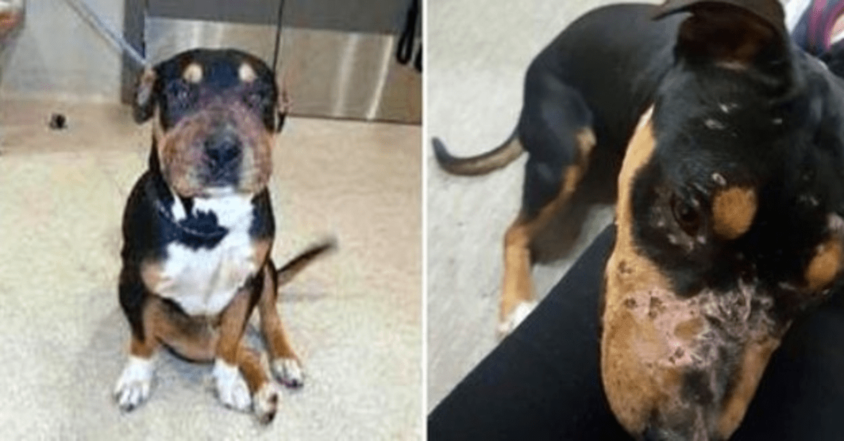La familia los regaló gratis a monstruos que los usaron como cebo en un ring de lucha libre. 1 1644885895 La familia los regalo gratis a monstruos que los usaron