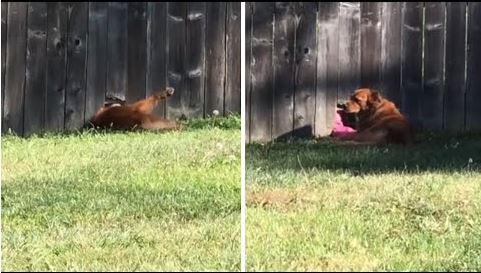 1645143921 164 perro espera todos los dias en el cerco de su