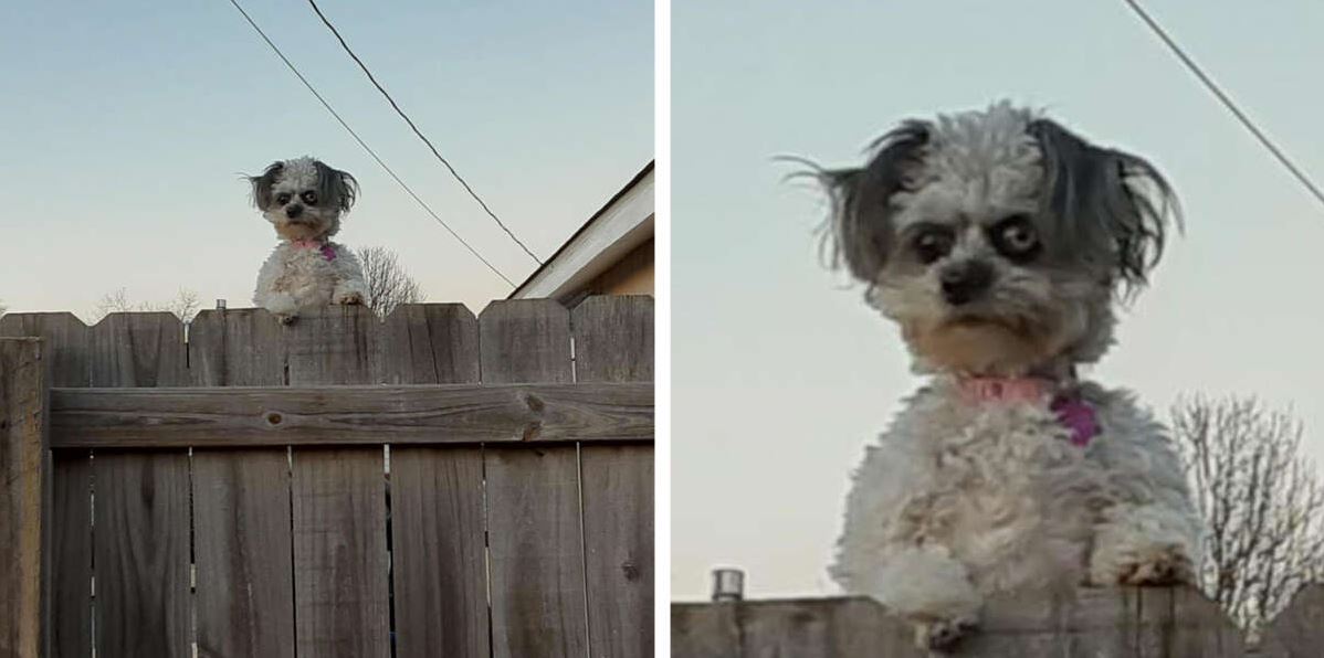 Perro con ojos extraños se asoma por encima de la valla y hace que la gente se sienta incómoda 1 1645316908 Perro con ojos extranos se asoma por encima de la