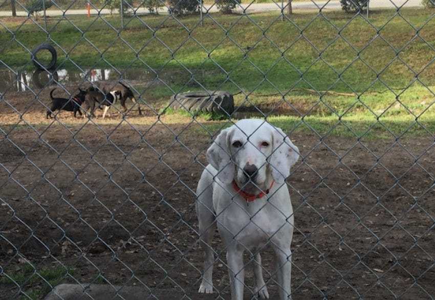 1645491097 479 el perro es devuelto al mismo refugio 11 veces antes