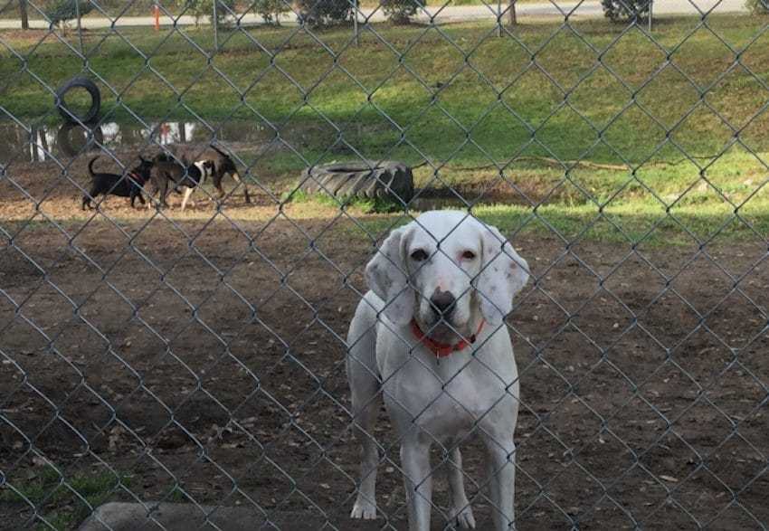 1645491097 479 El perro es devuelto al mismo refugio 11 veces antes