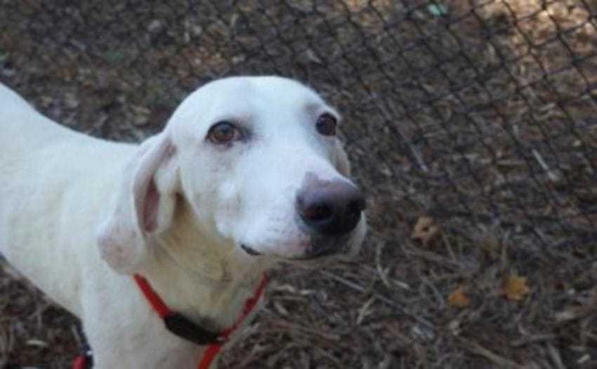 1645491097 689 El perro es devuelto al mismo refugio 11 veces antes