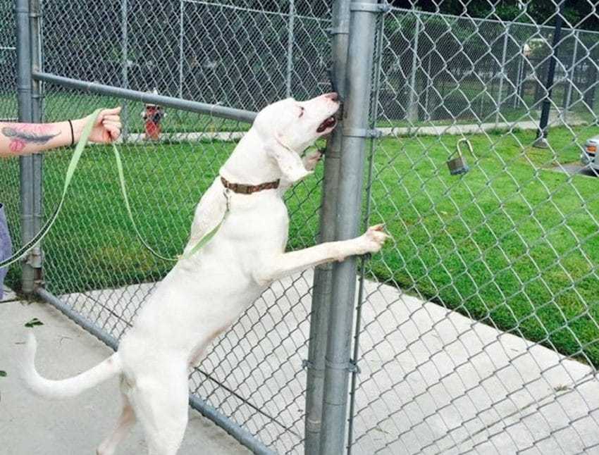 1645491098 567 el perro es devuelto al mismo refugio 11 veces antes