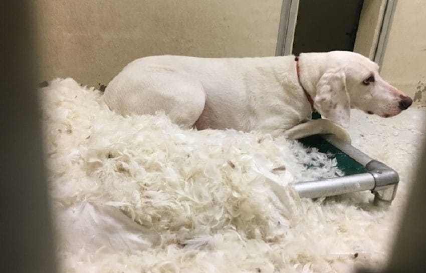 1645491098 652 el perro es devuelto al mismo refugio 11 veces antes