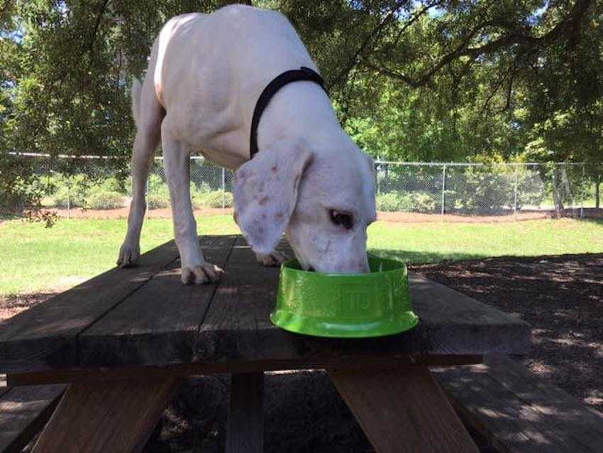 1645491098 691 El perro es devuelto al mismo refugio 11 veces antes