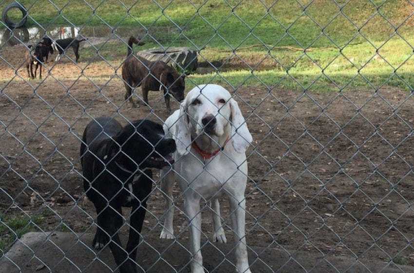 1645491099 797 El perro es devuelto al mismo refugio 11 veces antes