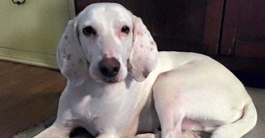 1645491100 15 el perro es devuelto al mismo refugio 11 veces antes