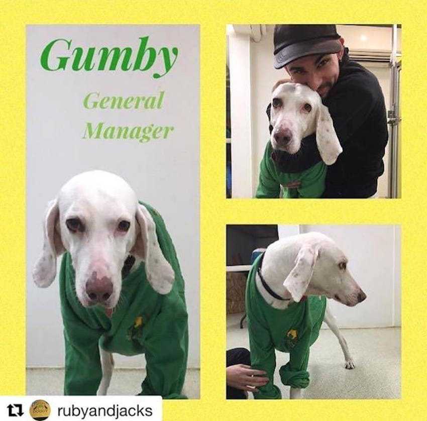 1645491100 602 el perro es devuelto al mismo refugio 11 veces antes