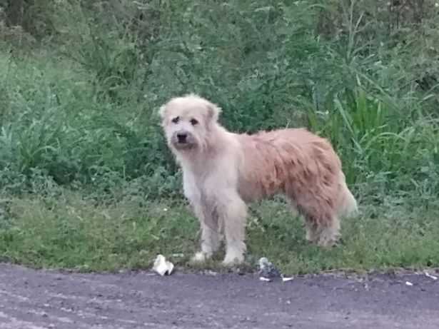 1645664154 905 lindo perro perdido en viaje esperando a su dueno durante