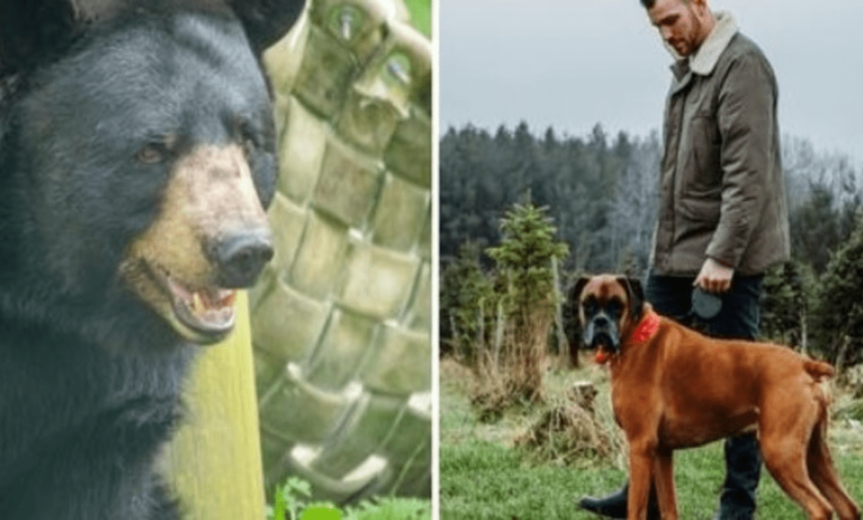 Black Bear emerge del bosque sin razón y ataca al dúo - Dog contraataca 1 Black bear emerge del bosque sin razon y ataca al