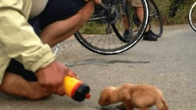 Ciclista encuentra al cachorro de abandoned en un paseo y