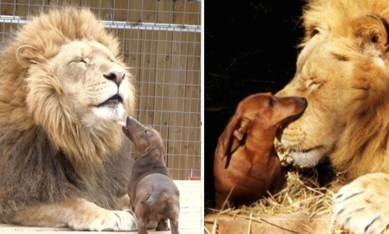 Dachshund cuida a un leon discapacitado de 500 libras