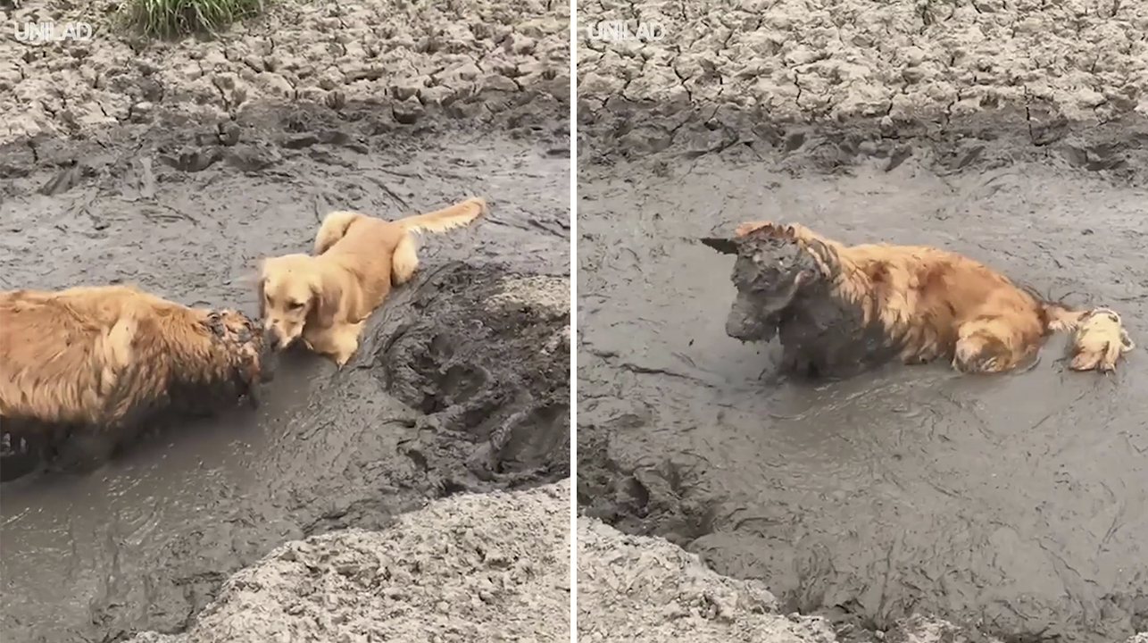 Dejó que su cachorro explorara el lugar y encontró uno peludo hecho de barro 1 Dejo que su cachorro explorara el lugar y encontro uno