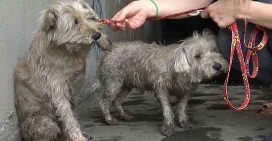 Dos perros varados en las alcantarillas no dejaban de llorar