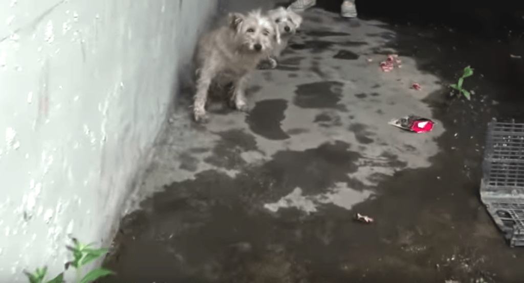 Dos perros varados en las alcantarillas no dejaban de llorar