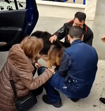 El conmovedor perro regresa con su familia despues de 7