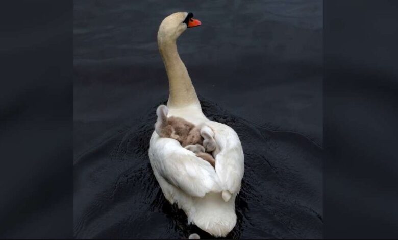 El padre cisne da un paso al frente para criar a sus pequeños 1 El padre cisne da un paso al frente para criar