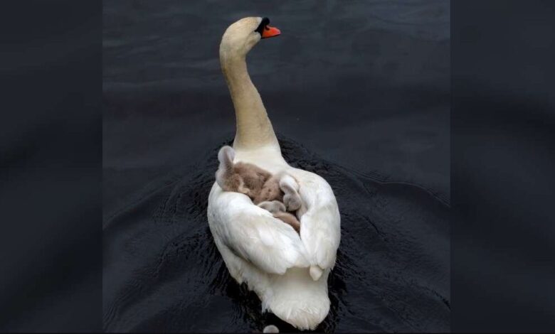 El padre cisne da un paso al frente para criar