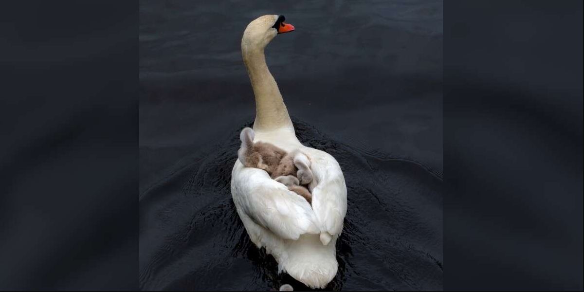 El padre cisne da un paso al frente para criar a sus pequeños 1 El padre cisne da un paso al frente para criar