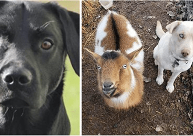 El perro desaparecido regresa a casa con dos nuevos amigos que hizo en el camino 1 El perro desaparecido regresa a casa con dos nuevos amigos